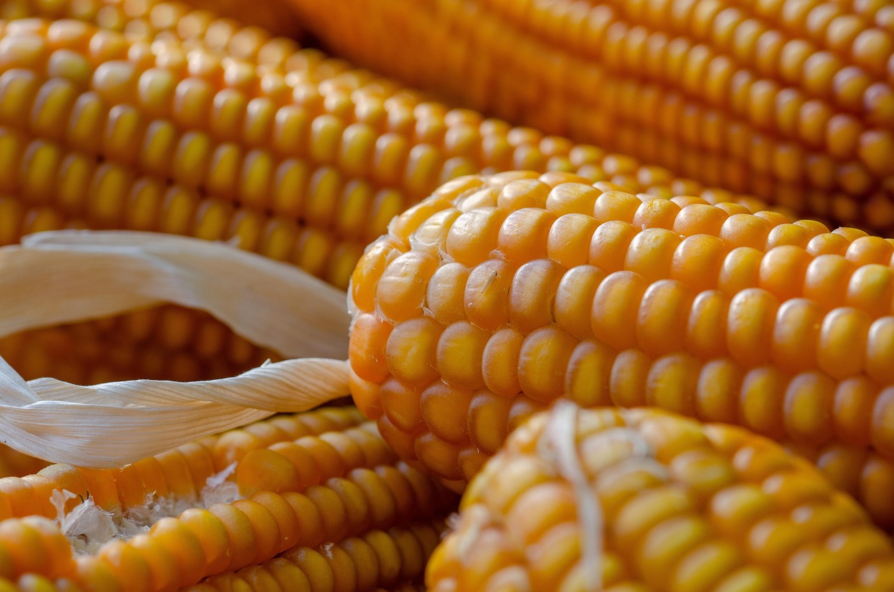 Il mais è l’ingrediente che sazia di più e protegge il cuore: ecco dove si nasconde ogni giorno